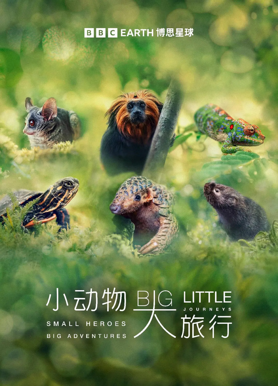 小动物 大旅行第一季封面图